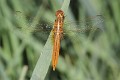 J16_0174 Crocothemis erythraea male